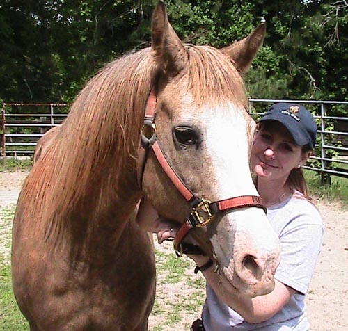 GabCreek Farm: Foundation Morgan Horses. Home of PKR Primavera Brio ...